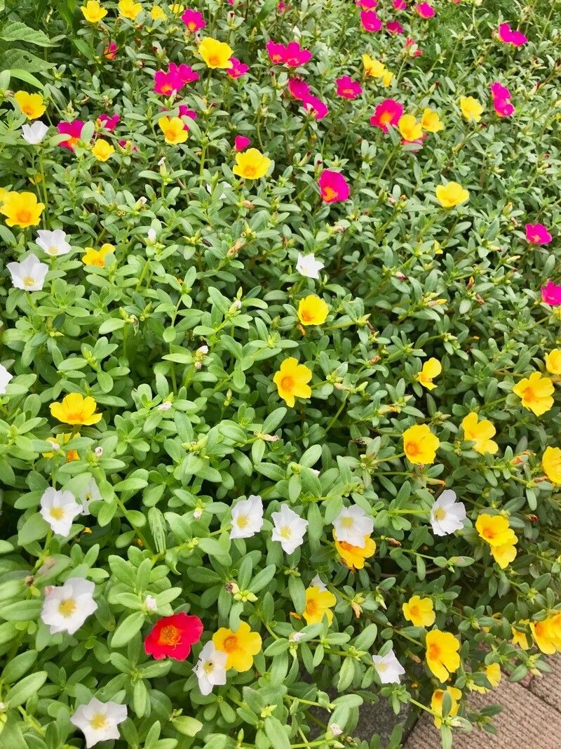 Portulaca grandiflora - Golden Nails Landscape